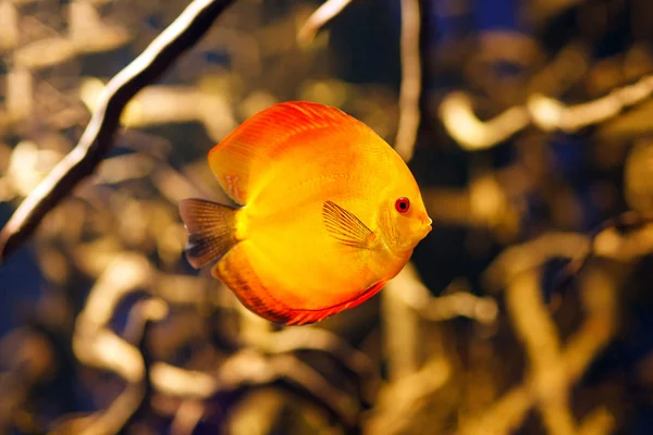 Symphysodon discus Aquarienfisch — Stockfoto