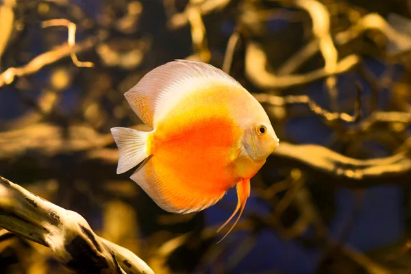 Diskusfische im Aquarium — Stockfoto