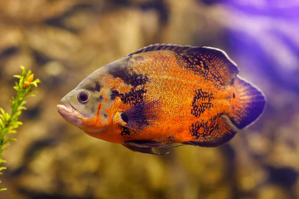 Fische im frischen Aquarium. oscar fish (astronotus ocellatus) schwimmt unter Wasser — Stockfoto
