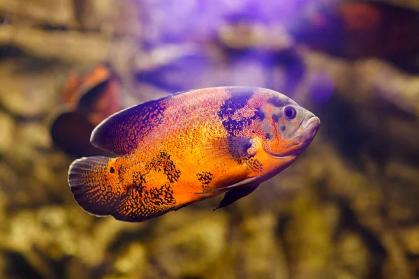 Oscar fish (astronotus ocellatus) schwimmt unter Wasser im Süßwasseraquarium — Stockfoto