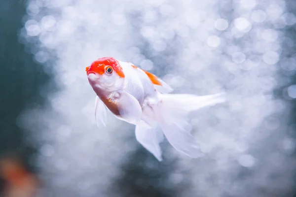 Goldfish oranda carp swimming underwater in fresh aquarium — Stock Photo, Image