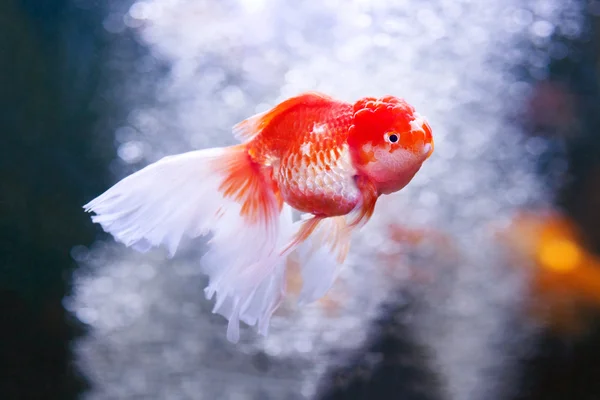 Gold oranda goldfish in an aquarium — Stock Photo, Image