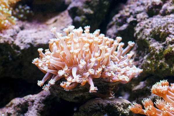 Miękki koral zbliżenie Zdjęcie — Zdjęcie stockowe