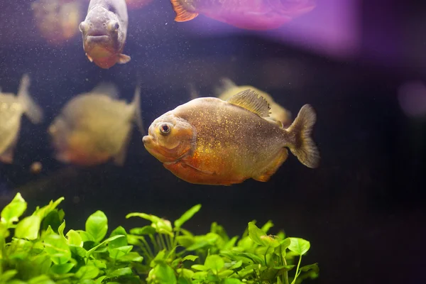 Tropical red piranha (Serrasalmus nattereri) in natural environment — Stock Photo, Image