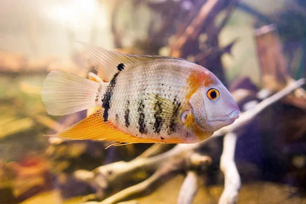 Tropical fish Cichlid ( Cichlasoma citrinellum, Amphilophus citrinellus, Herichthys citrinellus, cichlasoma bassilare, Chichlasoma granadeense), lives in rivers and lakes of Central America — Stock Photo, Image
