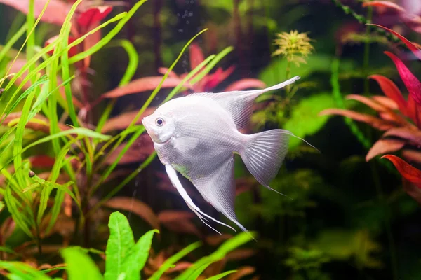 White Scalare (Angelfish) nadando bajo el agua en un hermoso acuario fresco cerca de una planta verde —  Fotos de Stock