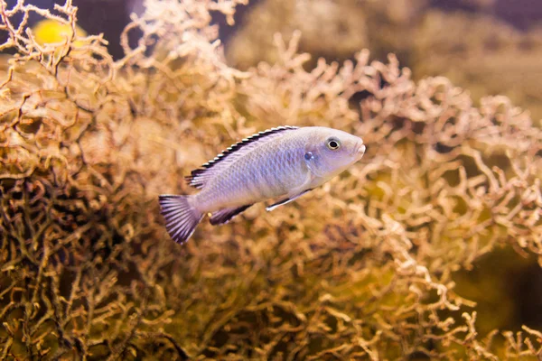 Blue African Cichlid from Lake Malawi — Stock Photo, Image