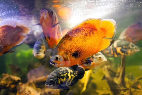 Zwei oskar-fische (astronotus ocellatus) in nahaufnahme auf biotop — Stockfoto