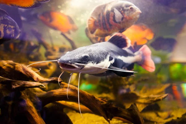 Gros plan d'un poisson-chat à queue rouge tropical, Phractocephalus hemioliopterus, nageant sous l'eau avec d'énormes cichlidés — Photo