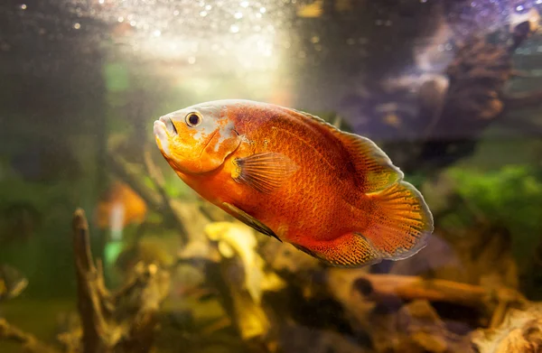 Oscar fish (Astronotus ocellatus) - huge cichlid closeup photo on biotope — Stock Photo, Image