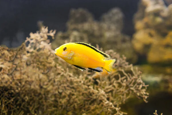 African Cichlid Malawi pływanie pod wodą — Zdjęcie stockowe