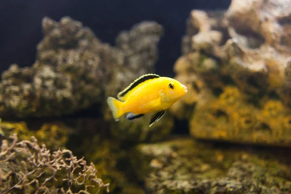 Electric Yellow Cichlid Fish in Aquarium — Stock Photo, Image