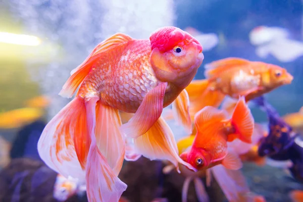 Gold oranda goldfish in an aquarium Stock Picture