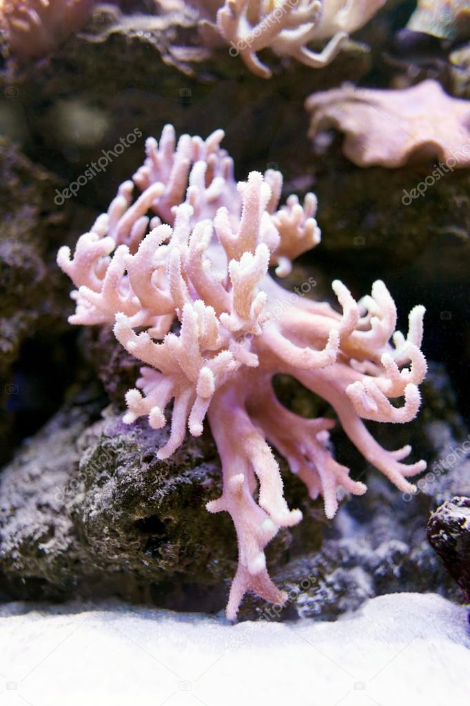 Coral reef with pink hard corals at the bottom of tropical sea on stowns background.