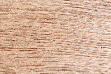 Meşe ağacı. Yakın çekim doku.