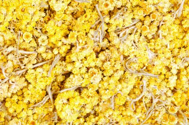 Helichrysum arenarium closeup kuru çiçekler. Bir telkin 