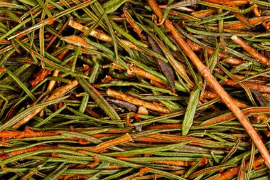 Marsh (Kuzey) Labrador çay (Ledum palustre).