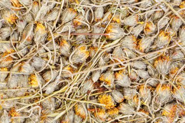 Hawkweed are drying for herbal medicine use. clipart
