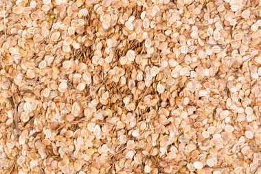 Yaban havucu tohumlarından doku.