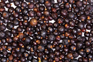 Yaygın ardıç meyveleri. Juniperus communis.