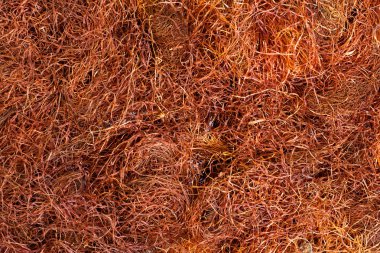 Kuru Mısır çiçek tıbbî kullanım için.