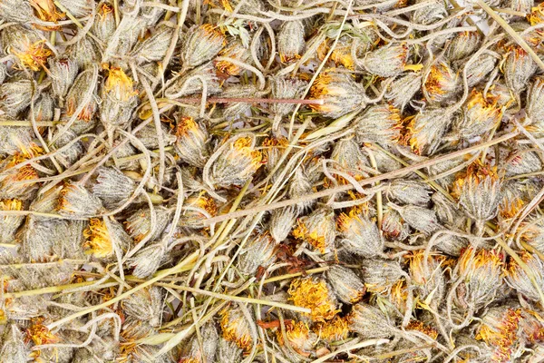 Hawkweed se están secando para el uso de hierbas medicinales . —  Fotos de Stock