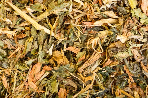 Dry Alfalfa , Medicago sativa. Close-up photo. — Stock Photo, Image