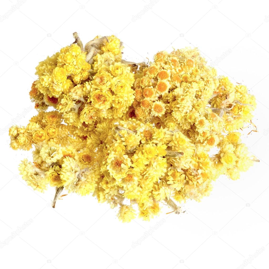 Helichrysum flowers isolated on white.