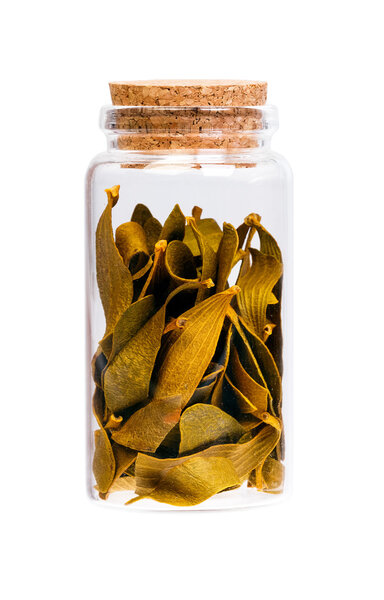 Dried Viscum album in a bottle with cork stopper for medical use