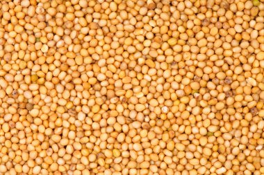 Hardal tohumu gelen doku.