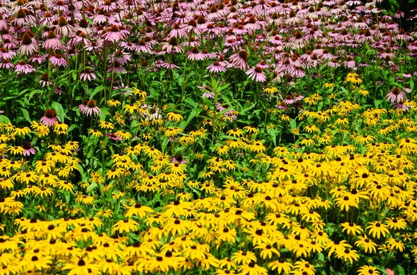 Fond avec des fleurs — Photo