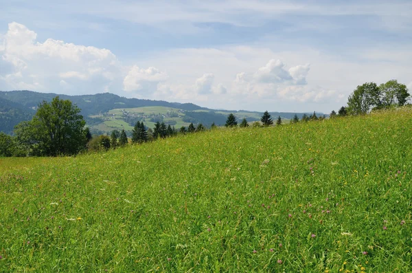 Pradera de montaña (Gorce ) —  Fotos de Stock