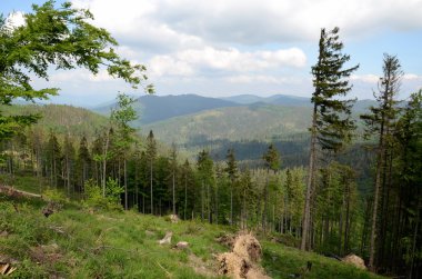 Polonya (Beskid Zywiecki), iz görünümünden Velka Raca için dağlarda