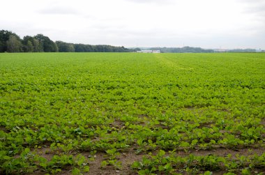 Kolza tohumu alan Polonya