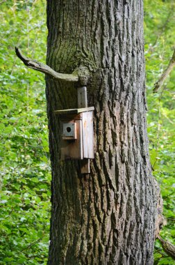 Kuş yuvası ile ağacı
