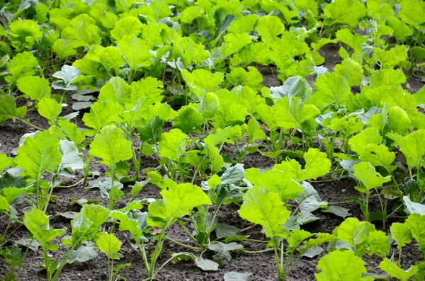 在波兰的油菜田 — 图库照片