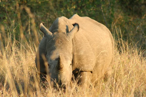 Rinoceronte del parco Kruger — Foto Stock