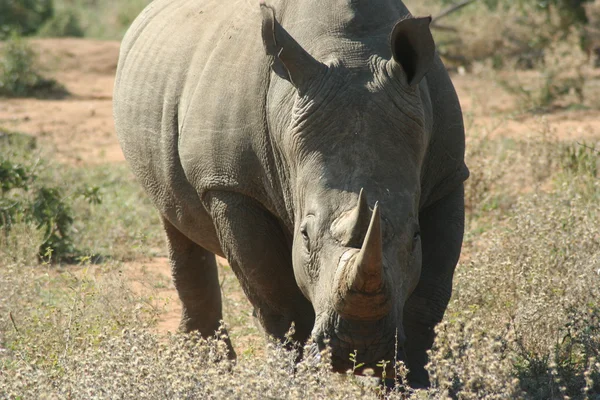 Kruger Park-Nashorn — Stockfoto