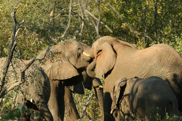 Слони парк Крюгер — стокове фото