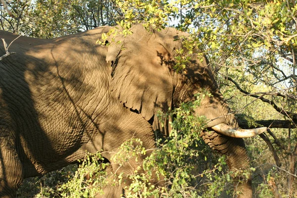 Elefantes Kruger Park — Fotografia de Stock