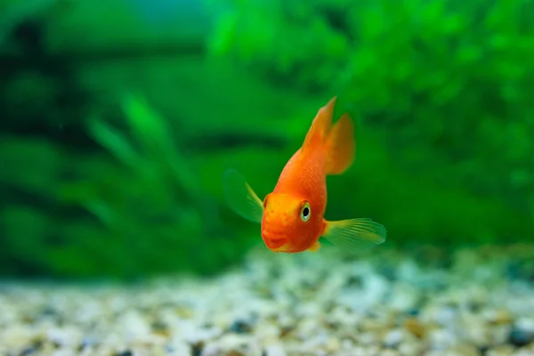 Red Blood Parrot Cichlid in aquarium plant green background. Funny orange colourful fish - hobby concept — 스톡 사진