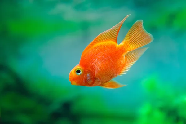 Loro de sangre roja Cichlid en fondo verde de la planta del acuario. Pez dorado, divertido pez naranja colorido - concepto de hobby — Foto de Stock