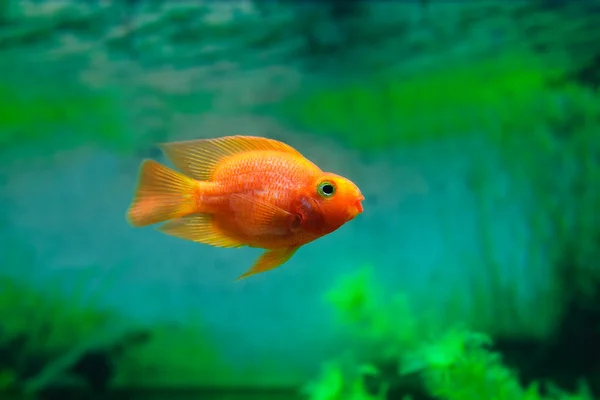 수족관 식물 녹색 배경에 붉은 혈액 앵무새 Cichlid. 금붕어, 재미 오렌지 다채로운 물고기 - 취미 개념 — 스톡 사진