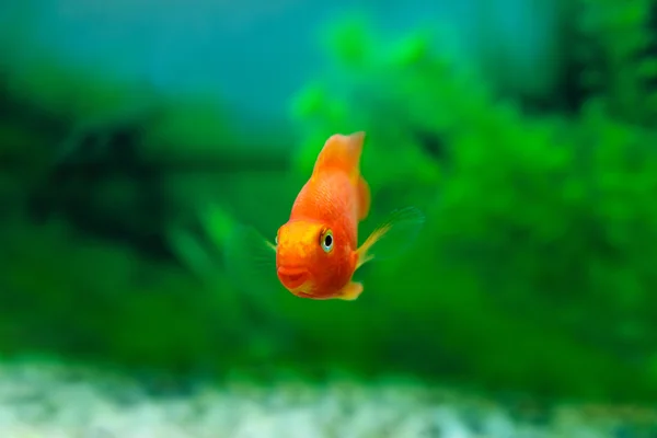 Red Blood Papagaio Cichlid em aquário planta fundo verde. Peixe-dourado, laranja engraçado peixe colorido - conceito hobby — Fotografia de Stock
