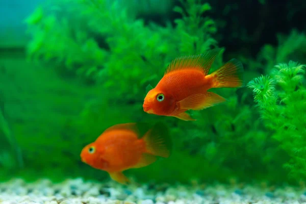 红血鹦鹉奇利德在水族馆植物绿色背景。金鱼，搞笑橙色五颜六色的鱼 - 爱好概念 — 图库照片