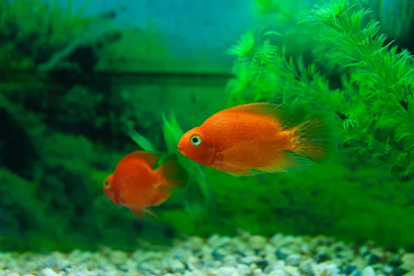 红血鹦鹉奇利德在水族馆植物绿色背景。金鱼，搞笑橙色五颜六色的鱼 - 爱好概念 — 图库照片