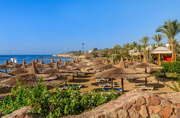 Yaz sıcak Kızıldeniz Mısır'da palmiye ve şemsiye ile Güneşli plaj — Stok fotoğraf