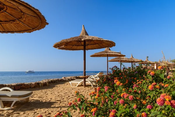 Sonnenstrand mit schönen Blumen und Sonnenschirm am Roten Meer Ägypten im Sommer heiß — Stockfoto