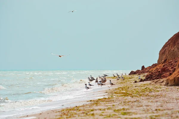 Seagulls on sea cost near of the rock — Stock Photo, Image
