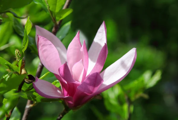 Belle fleur de magnolia de printemps sur fond floral abstrait doux naturel. Météo ensoleillée — Photo